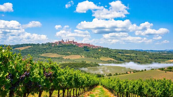Top 5 domaines viticoles à explorer près de Carpentras